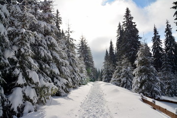 winter landscape on the mountain