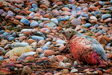 Grey seal mother who has just given birth to a newborn pup