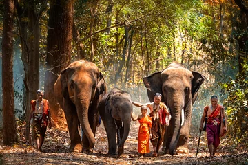 Foto op Aluminium Olifant mahout portret. De Kuy (Kui) mensen van Thailand. Olifantenritueel maken of wilde olifanten vangen. De mahout en de olifant in surin, Thailand. © Thirawatana