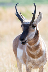 Pronghorn close up