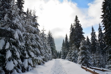 a road through the forest in winter