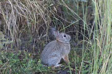 Rabbit
