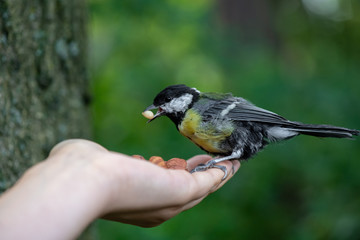 Llittle bird titmouse take nut from human hand in the city park