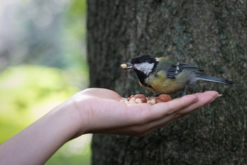 Obraz premium Llittle bird chickadee take nut from human hand in the city park