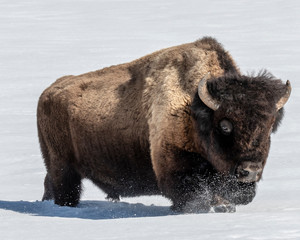 Bison in snow