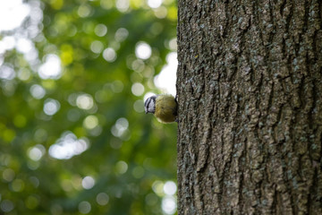 Small bird tit sitting on tree in the green wood