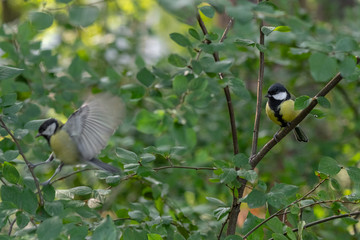Small birds titmouses sitting on branch of green tree in the park