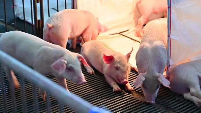 Pigs on an modern industrial pig farm