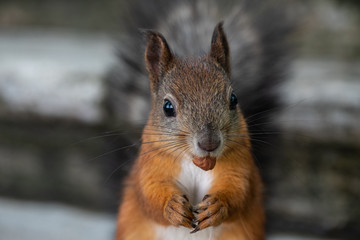 Red squirrel eating nut in the winter park