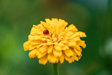 Lady bugs on flowers