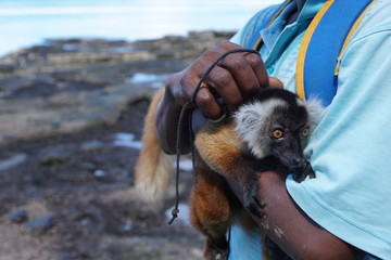 lemur auf dem arm bei einem mann auf madagaskar