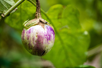 Garden Vegetable eggplant