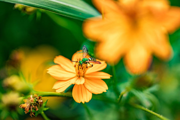 Bees and flowers