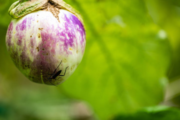 Garden Vegetable eggplant