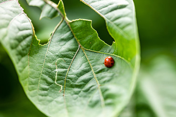 Lady bugs on flowers