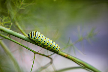 Caterpillar Bug