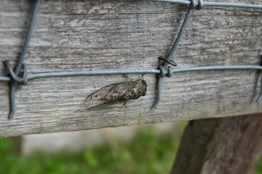 Northern Dog Day Cicada In Summer