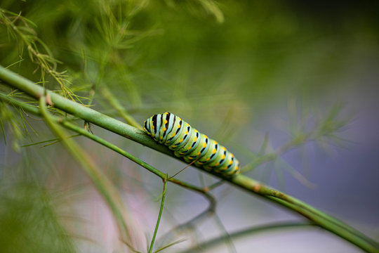 Caterpillar Bug