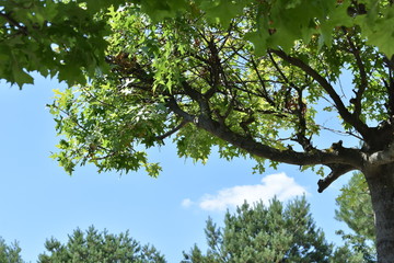 tree on blue sky