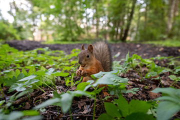 Brown squirrel eating nut on the ground