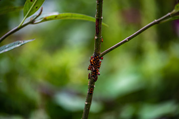 Red Bugs 