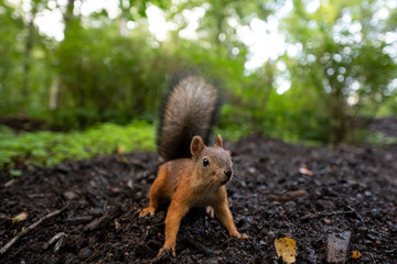 Portrait of red squirrel on the ground in the park