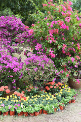 Bougainvillea bush with blooming bright pink flowers in pot