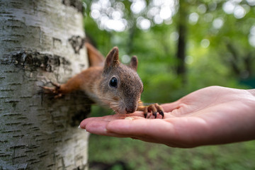 Brown squirrel feeding nuts from human hand in the park close up