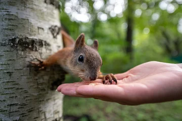 Tuinposter Brown squirrel feeding nuts from human hand in the park close up © Dmitrii