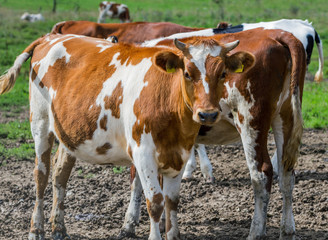 Fototapeta na wymiar Cows on a meadow.