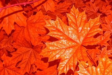 autumn landscape with bright colorful foliage. Indian summer.