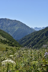 Fototapeta na wymiar mountain landscape with flowers