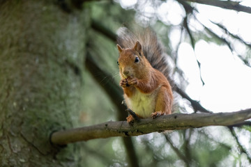 Brown squirrel eating nut on the branch of tree