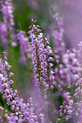 Growing violet heathers