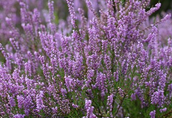 Growing violet heathers