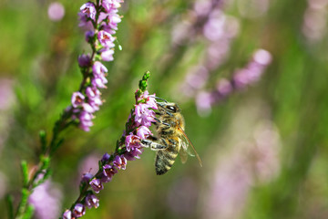 Growing violet heathers.