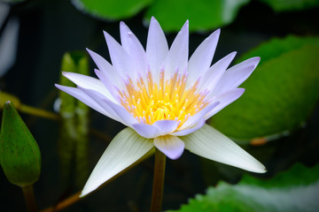 lotus flower