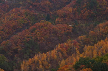 가을. 단풍. 인제군. 수산리. 