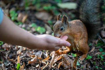 Brown squirrel eating nuts from human hand in the park