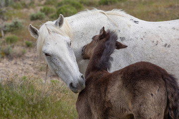 Wild Horse Mare and Her Cute Foal