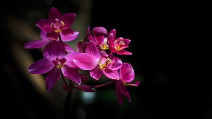 Red orchids on a black background