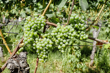 Weinberg bei Tramin - Südtirol