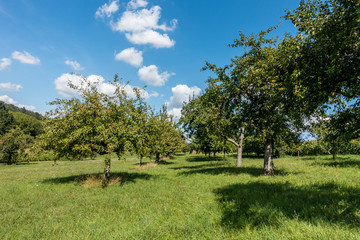 Fototapeta premium Baumgrundstück im Sommer
