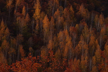 가을. 단풍. 인제군. 수산리. 