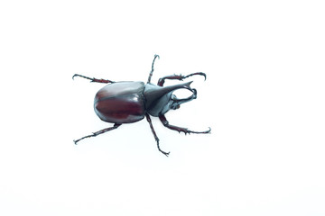 Rhinoceros beetle