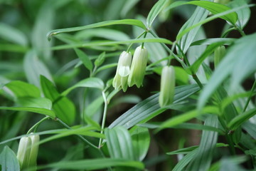 Obraz premium ホウチャクソウ