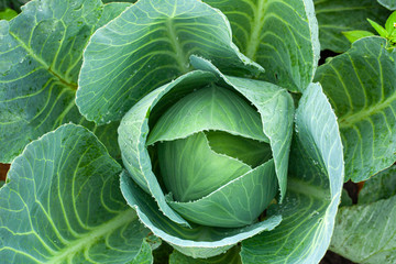Green cabbage with open leaves in the garden, top view.