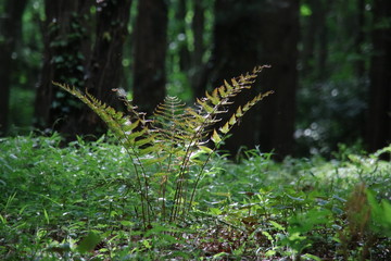 光を浴びるシダ