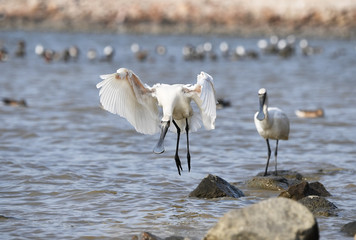 Black-faced Spoonbill flying in waterland