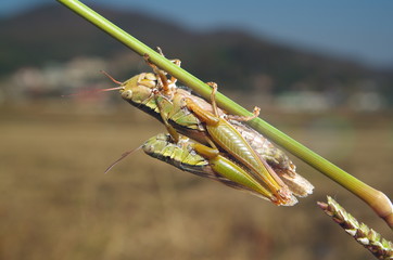 메뚜기. 가을. 교미. 유기농. 무농약. 쌀. 